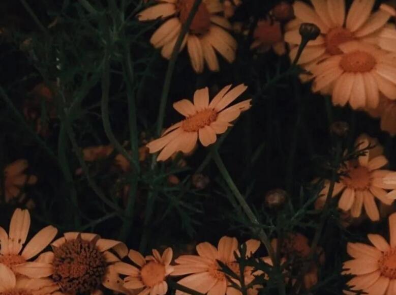 朋友生日聚会朋友圈文案