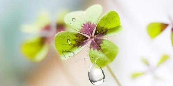 多幸运遇见你文案