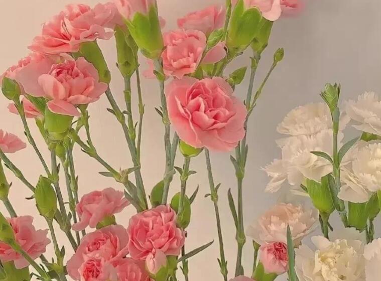 喜欢自由生活的文案