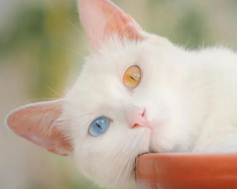 眼睛的朋友圈文案