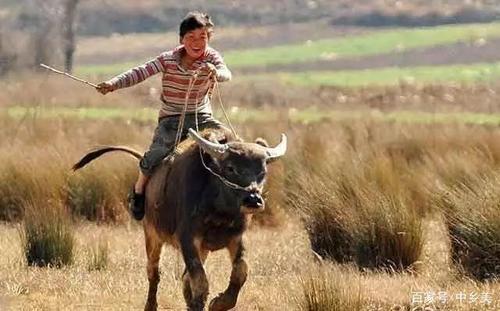 放牛的文案