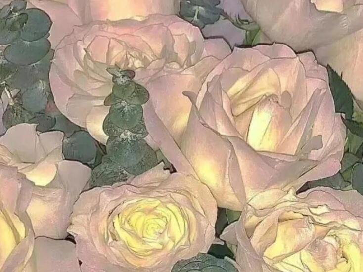 关于花关于爱情的文案