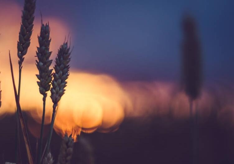 八字短句文案爱情