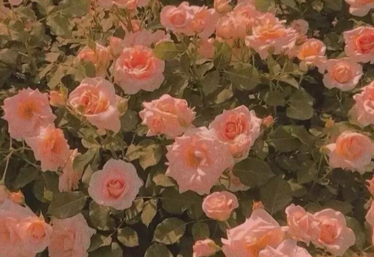 关于玫瑰花的文案短句