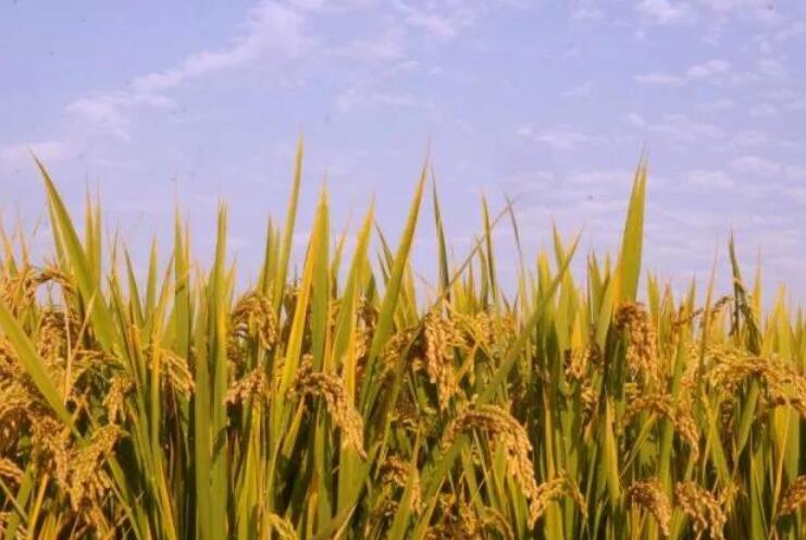 稻田拍照的文案