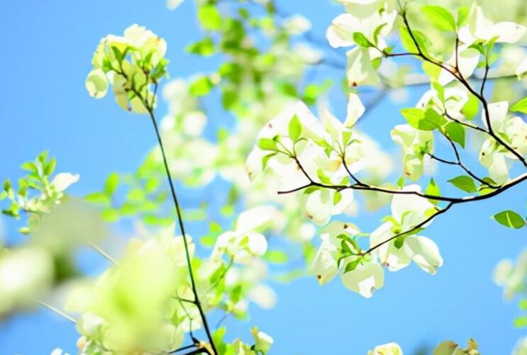 有主题的文案配图