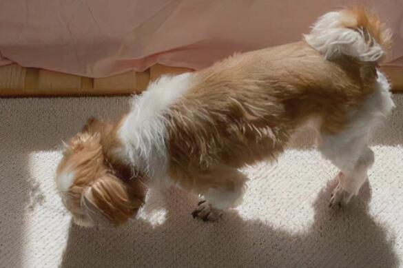 好听文案简短求爱情的