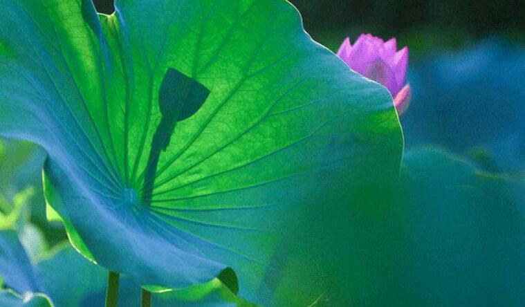 抖音荷花的文案