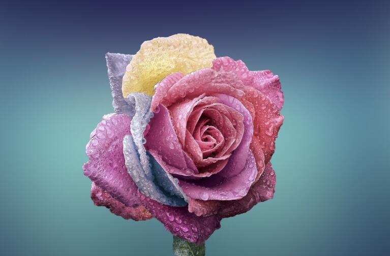 玫瑰产品介绍文案