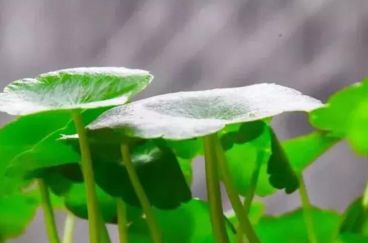 三十几养生文案