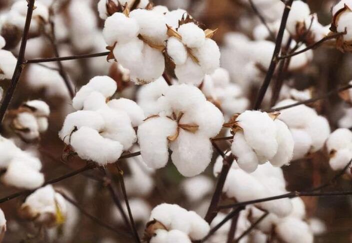 新疆棉朋友圈文案