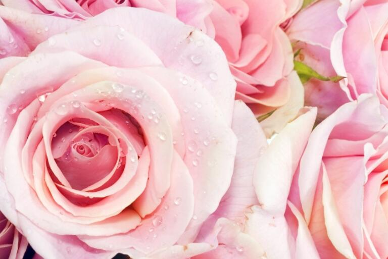 玫瑰产品介绍文案