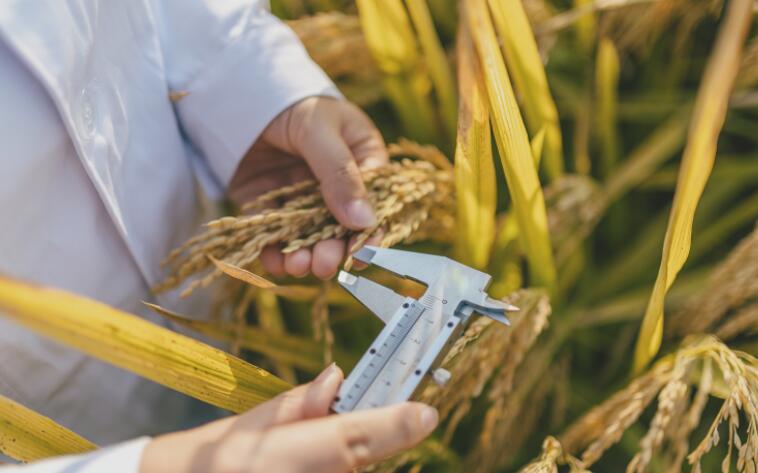 关于营养餐宣传的文案