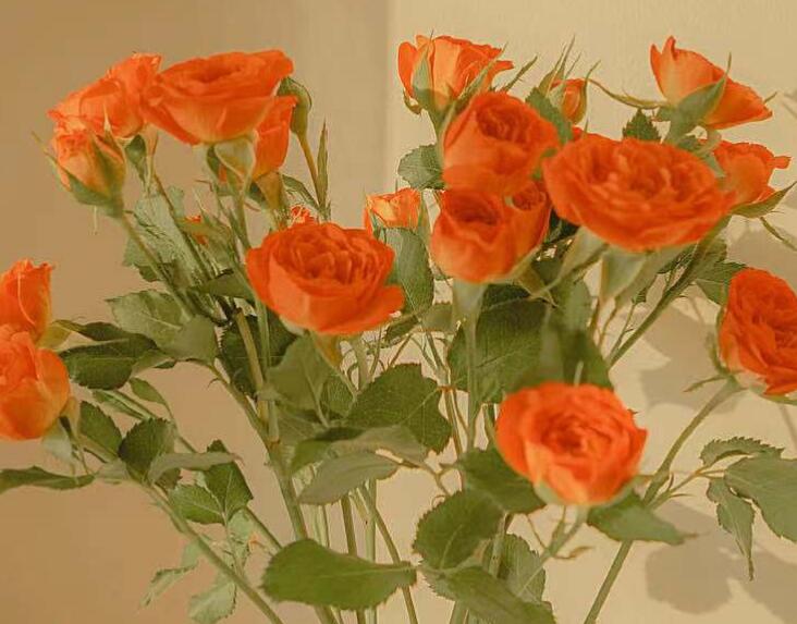 不愿放弃的文案