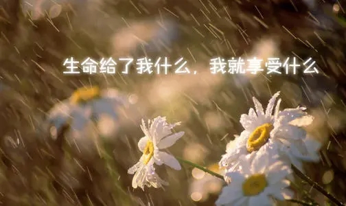 人生感悟的句子文案