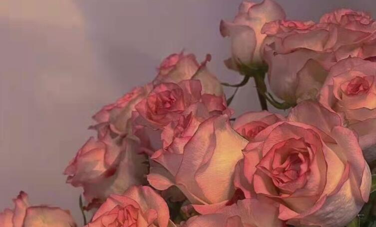 春夏秋冬爱情的文案