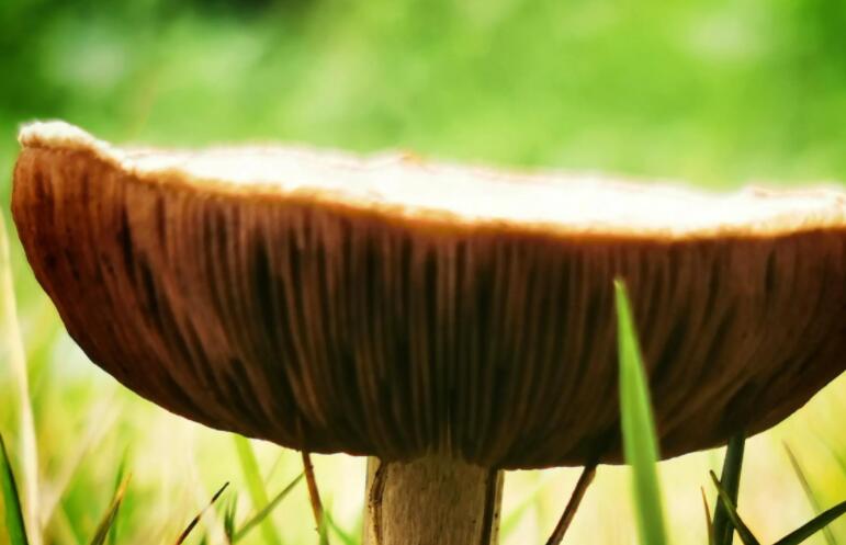 适合蘑菇的文案