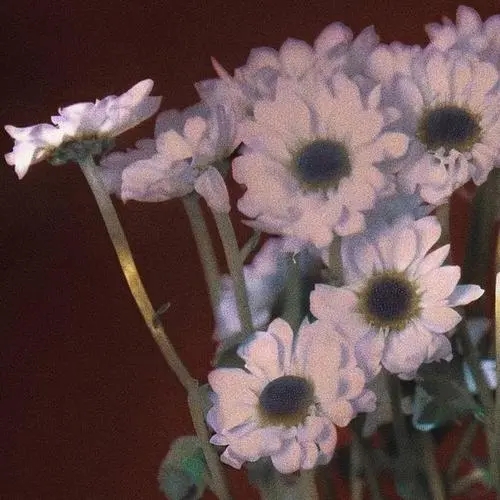 赏花文案朋友圈