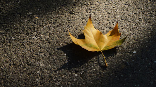落叶浪漫的文案