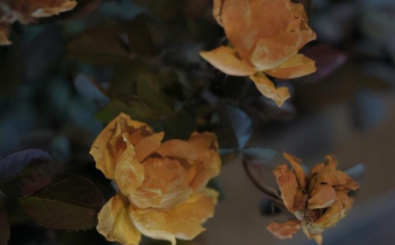 喜欢的男生有女朋友了的文案