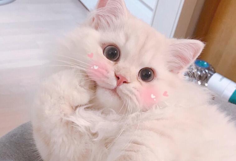 减肥的宣传文案