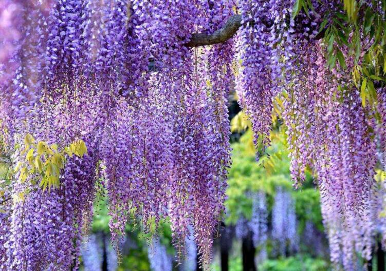 春天紫藤花朋友圈文案