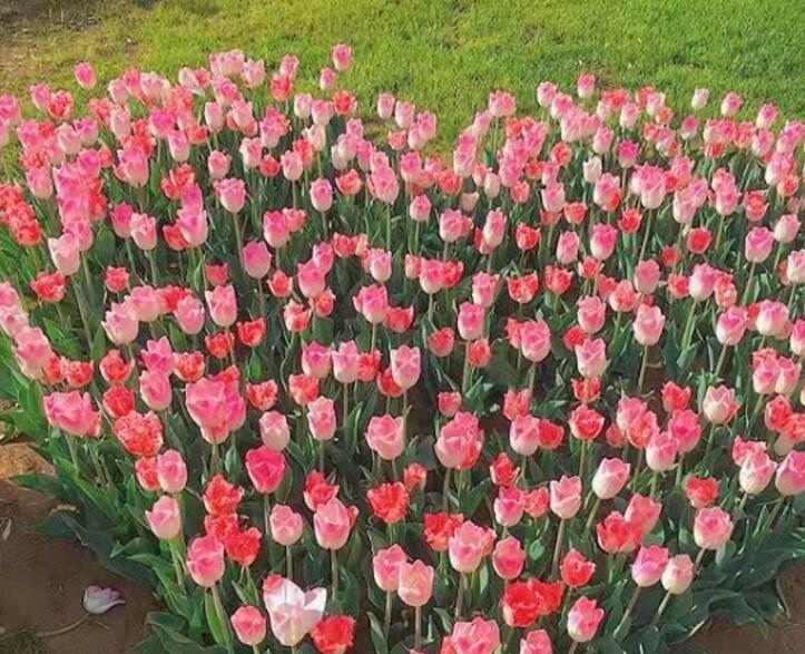 父母走心的文案