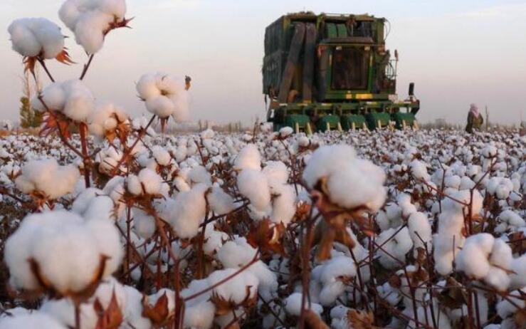 新疆棉朋友圈文案