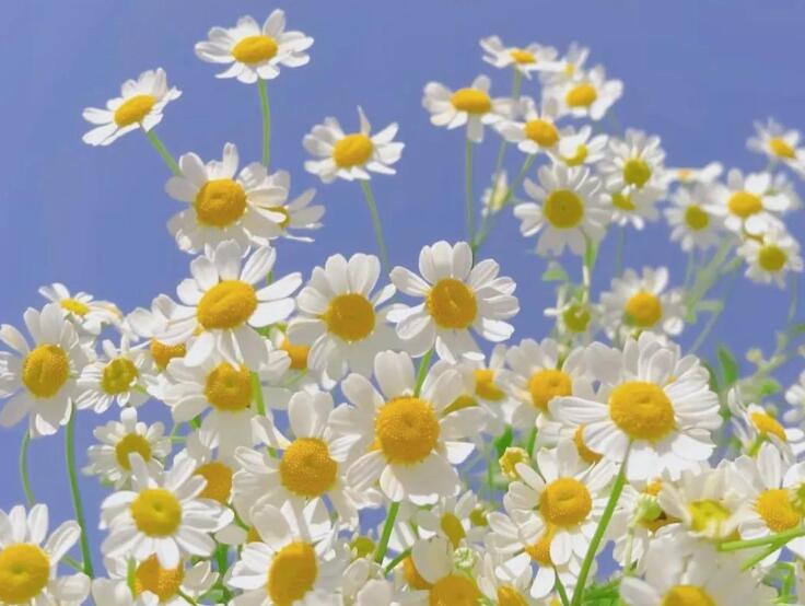 珍惜现在所拥有的文案