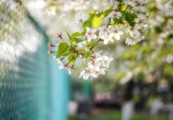 描写春天的文案配图超美