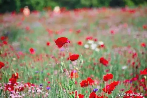 5月初夏适合发朋友圈的文案