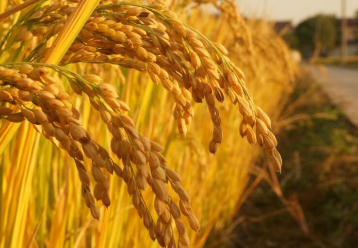 稻田拍照的文案