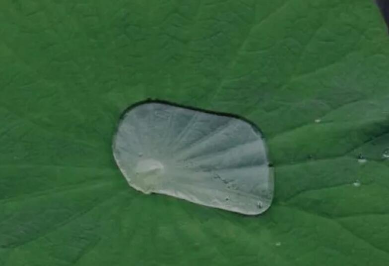 绿色的诗意文案