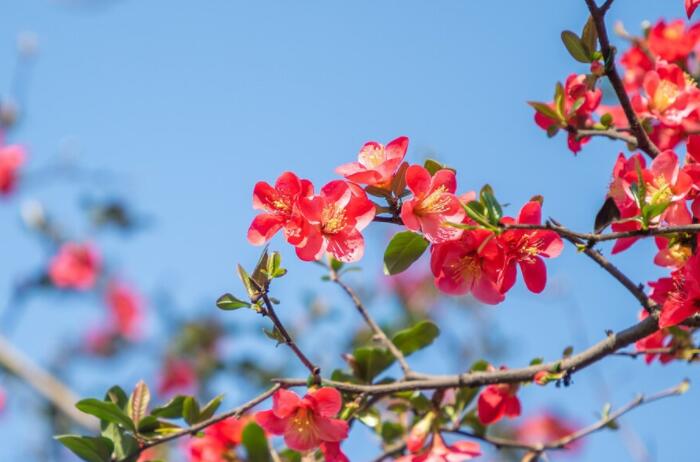 关于惊蛰的文案