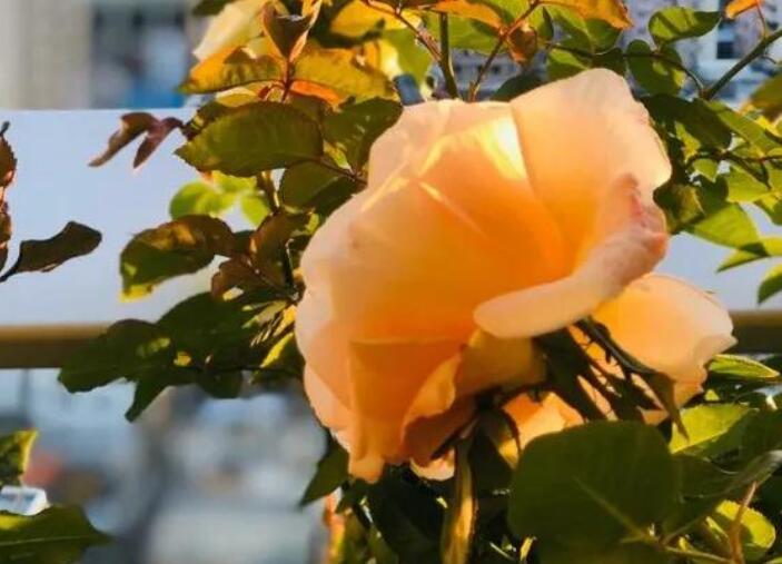 卖玫瑰花的文案