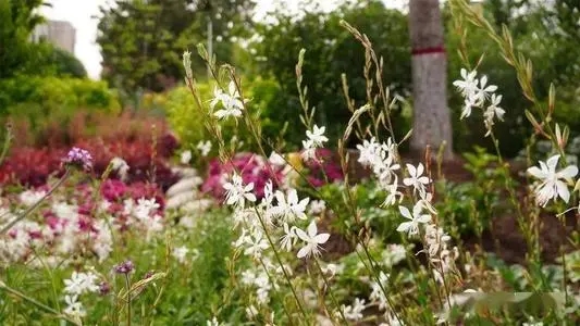 5月初夏适合发朋友圈的文案