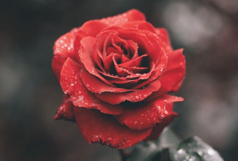 玫瑰产品介绍文案