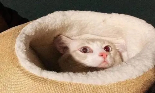 自己生日文案短句