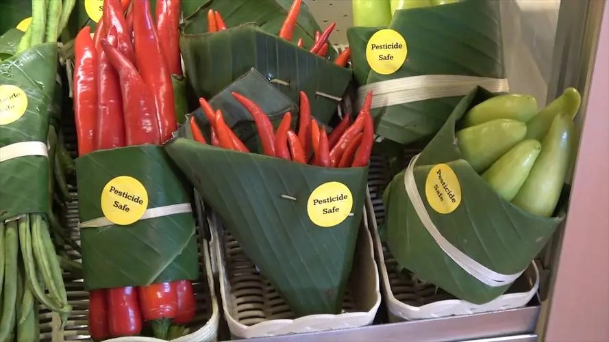 看着蔬菜一天天长文案