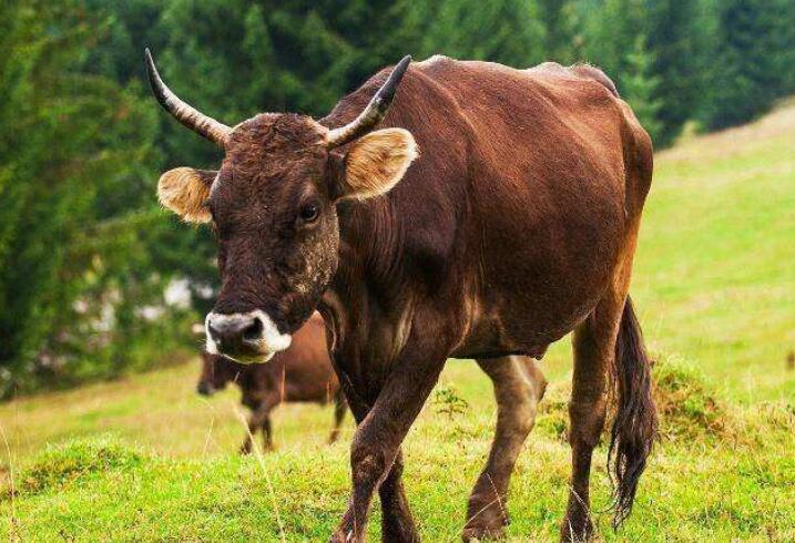 关于牛的励志文案