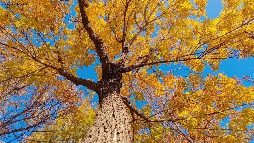 秋天好心情朋友圈文案