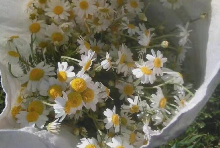 朋友圈文案带图