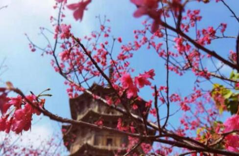 幼儿园踏春朋友圈文案