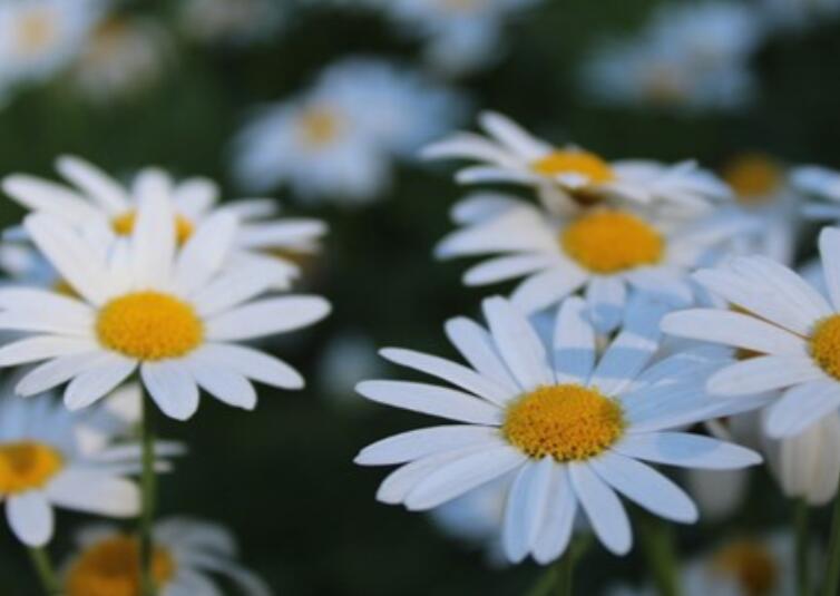 抖音热门涨粉文案