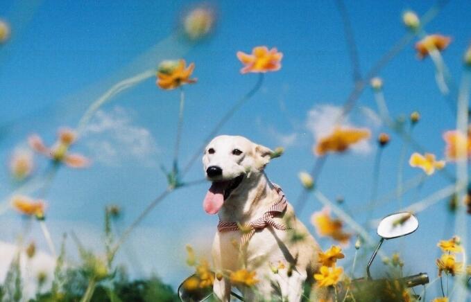 压抑且温柔的高质丧系文案