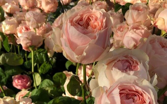 再也没有期待的文案