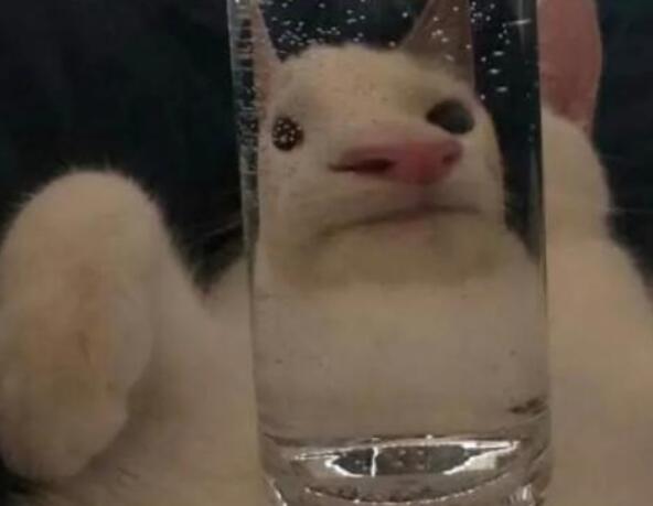 说说文案沙雕可爱夏天