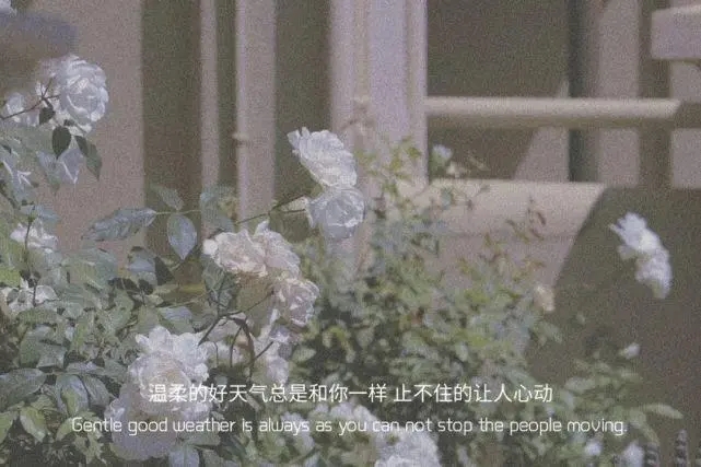 风吹的好温柔文案