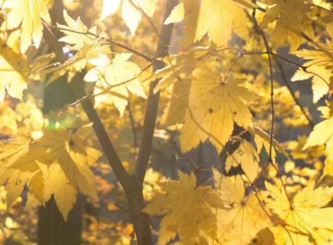 文案短句温柔无关爱情