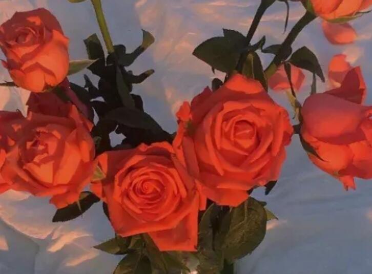 少年与玫瑰的文案